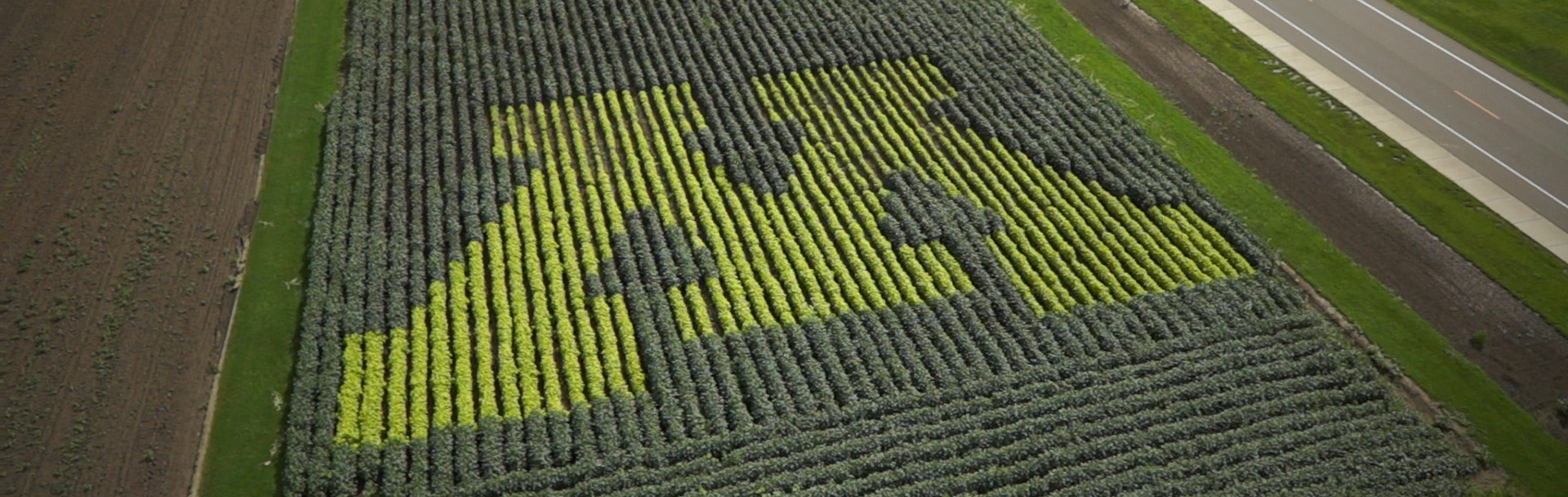 Block M in corn crops